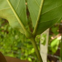 Schleichera oleosa (Lour.) Oken